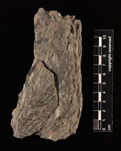 Sphenopteris sp.