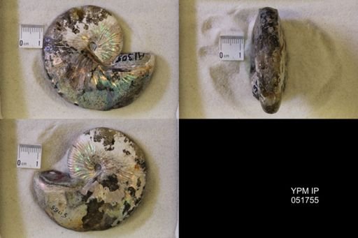 Hoploscaphites nicolletii