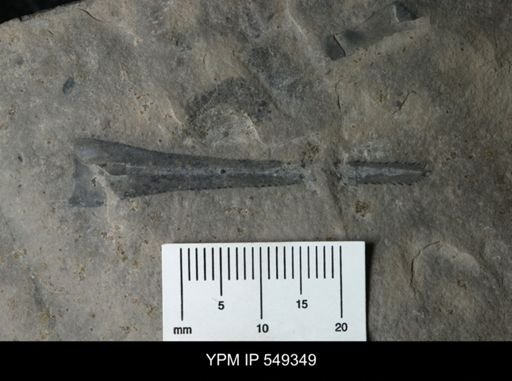 undet. Eurypterida