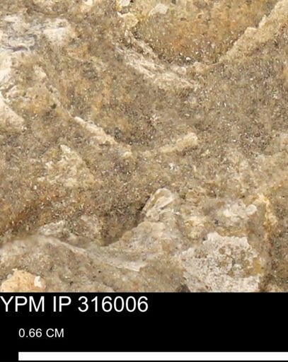 undet. Mollusca