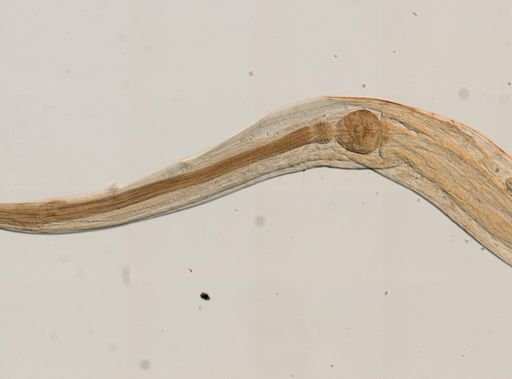 Spironoura affine
