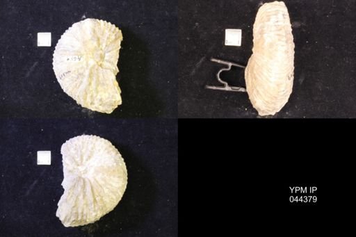 Jeletzkytes nebrascensis