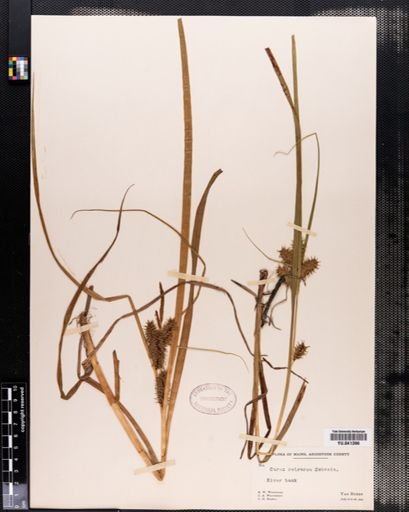 Carex retrorsa
