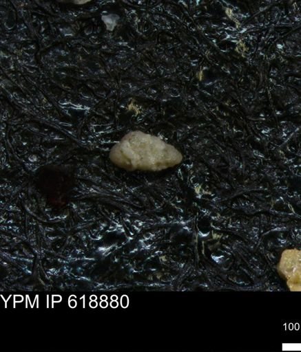 undet. Foraminiferida
