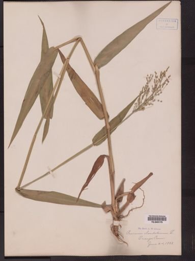 Panicum clandestinum