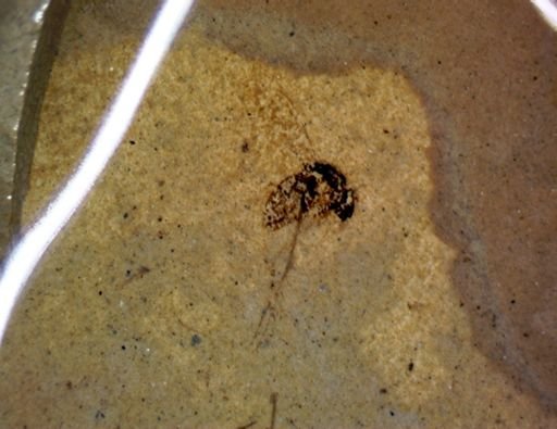 undet. Diptera