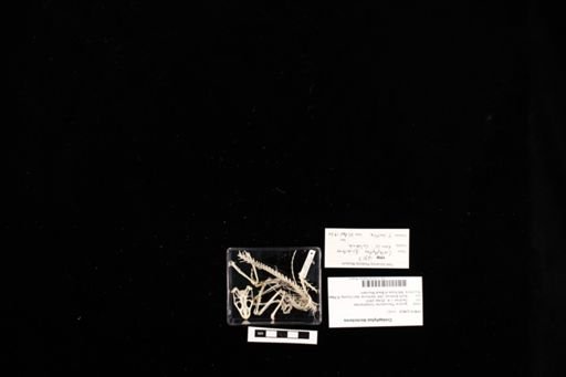 Crotaphytus bicinctores