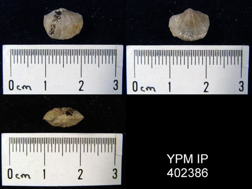 Apheoorthis sp.