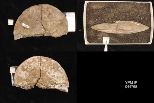 Sphenodiscus lenticularis