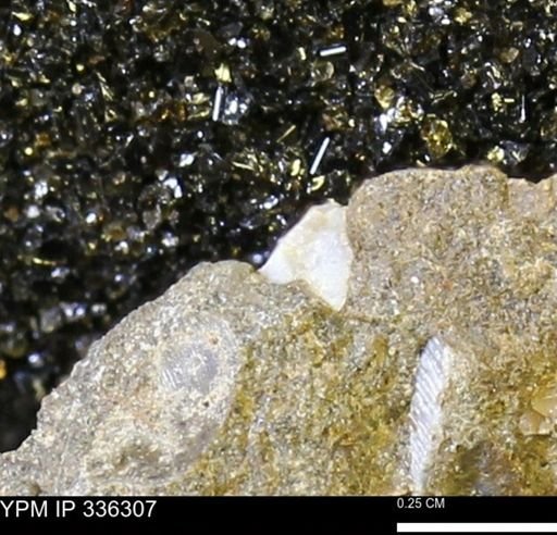 undet. Mollusca