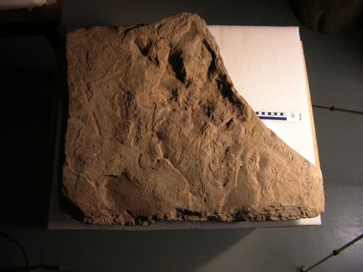 Eubrontes sp.