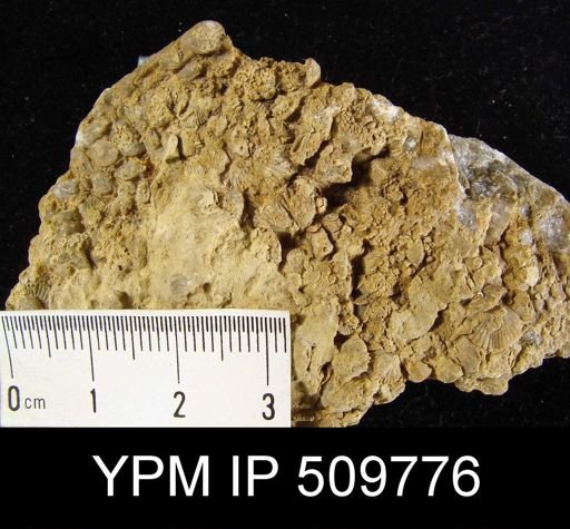 Zygospira sp.