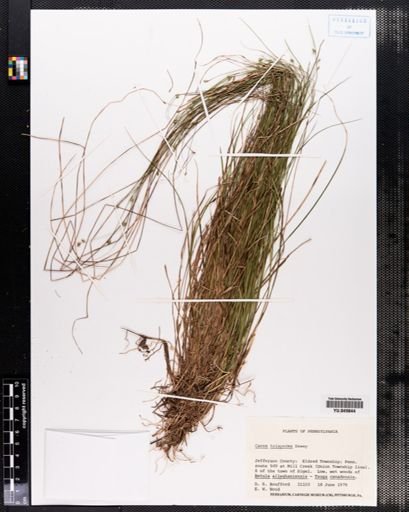 Carex trisperma