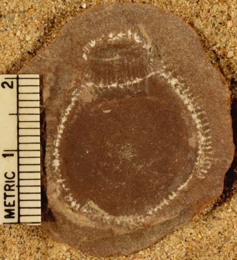 Calamites sp.