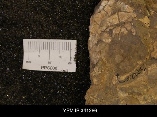 Inoceramus sp.