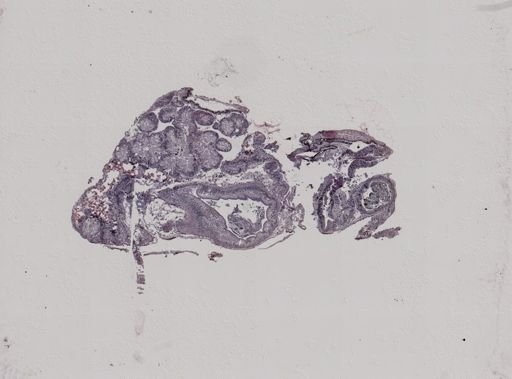 Crepidula convexa
