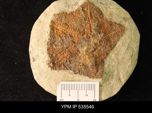 Cantabrigiaster fezouataensis