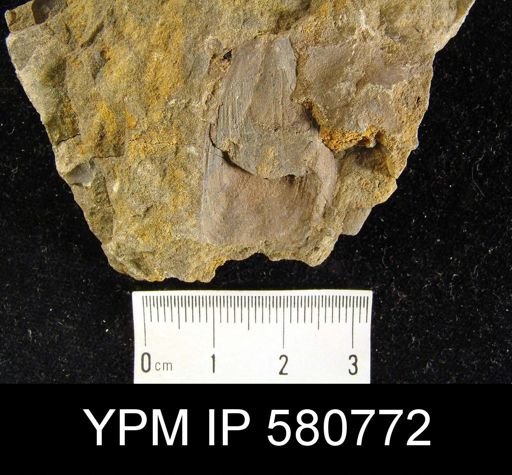 undet. Linguloidea