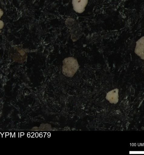undet. Foraminiferida