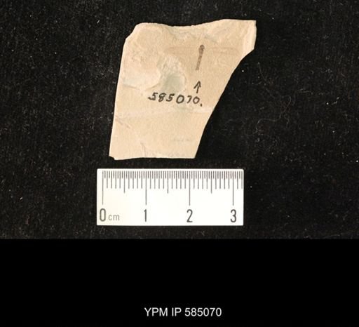 undet. Tipulidae