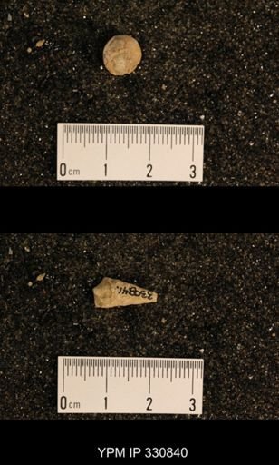 Meekospira peracuta choctawensis