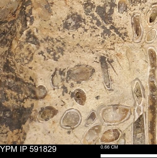 Serpulidae