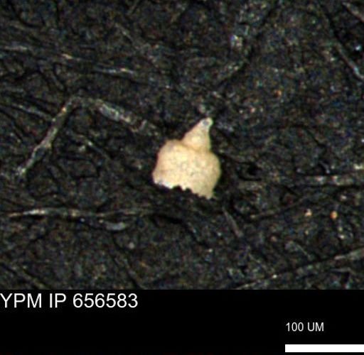 Clathrocyclas (Clathrocyclas) irrasa