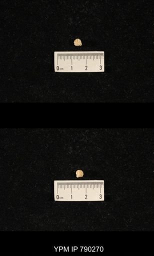 Hustedia huecoensis