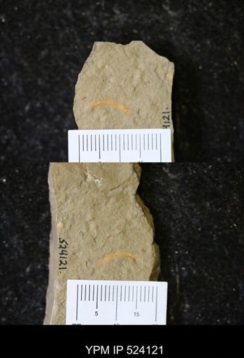 undet. Annelida