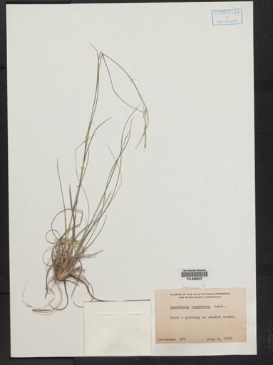 Danthonia compressa
