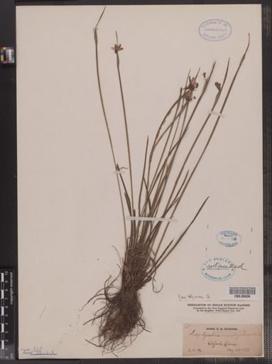 Sisyrinchium angustifolium