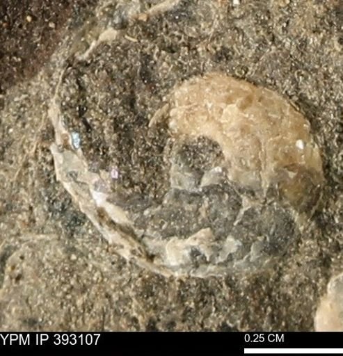 Scaphites sp.
