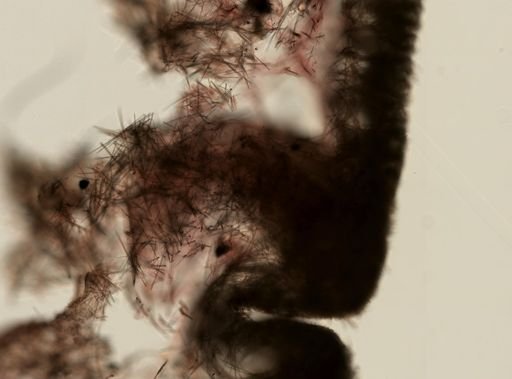 Halichondrida