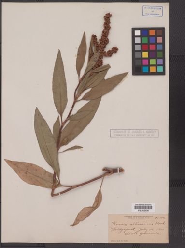 Rumex altissimus