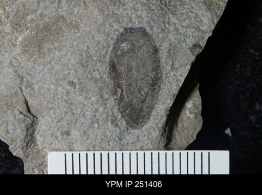 Eurypterus sp.
