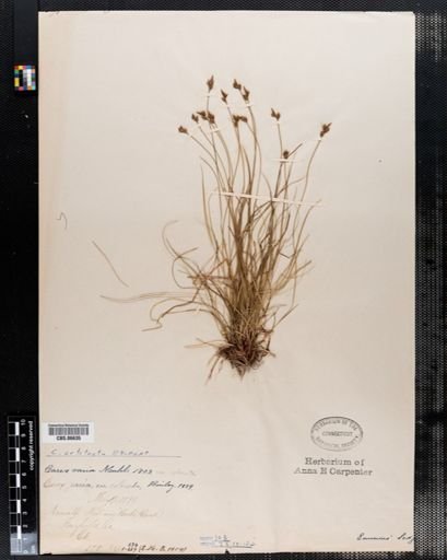 Carex varia