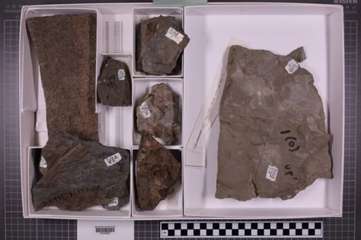 mixed taxa, stratigraphic collection