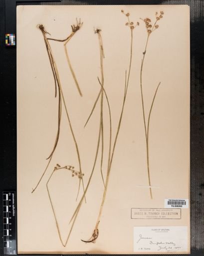 Juncus