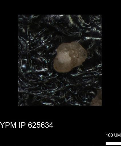 undet. Foraminiferida