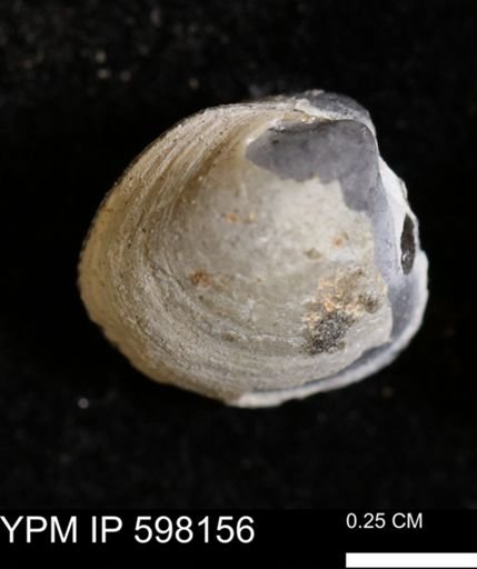 Limopsis striatopunctatus