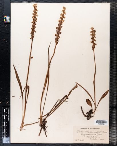 Spiranthes cernua