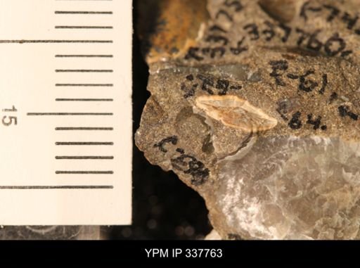 undet. Bivalvia