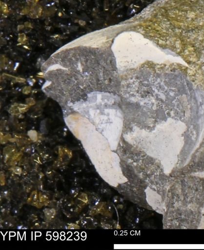 Limopsis striatopunctatus