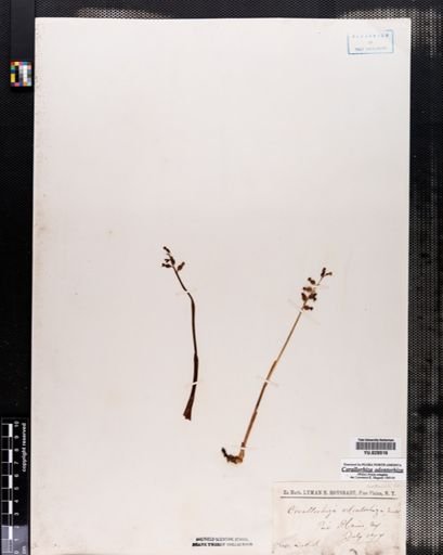 Corallorrhiza