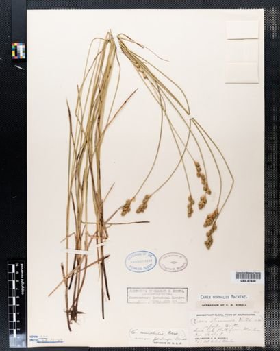 Carex normalis