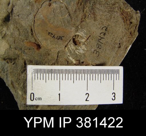 Cryptonella sp.