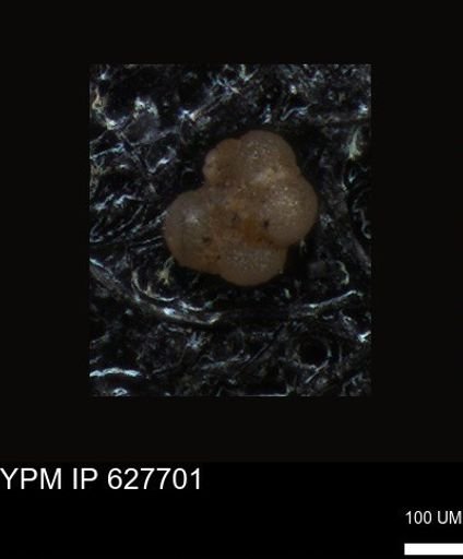 undet. Foraminiferida