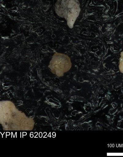undet. Foraminiferida
