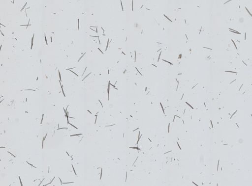 Haliclona oculata