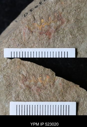 undet. Arthropoda